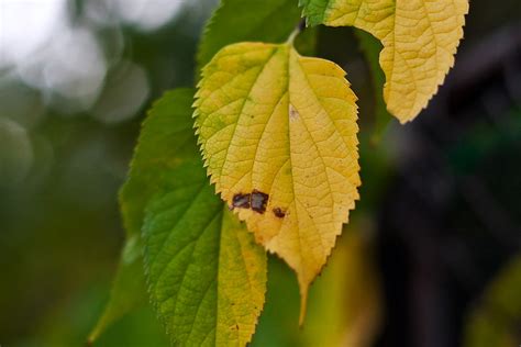 抹草葉子變黃|葉子變黃什麼原因？5跡象代表植物「有危險」，「出。